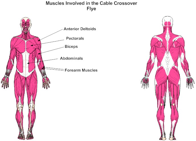 Muscles Involved in the Cable Crossover Flye